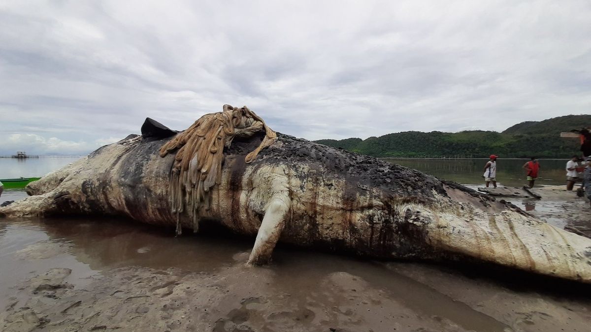 Příběh nejzpackanějšího odstřelu velryby má po 50 letech pokračování